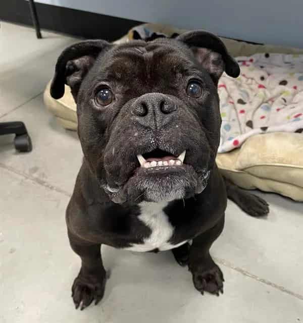 Photo of Magno, adoptable dog in Palmetto, Florida