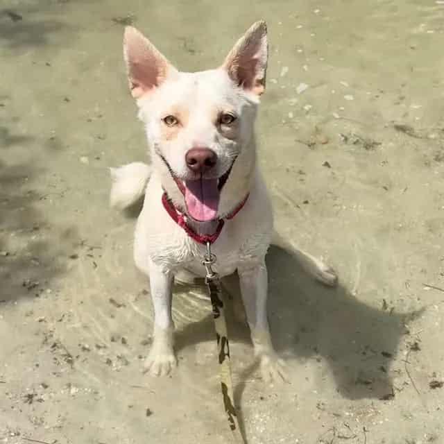 Photo of Pablo, adoptable dog in Palmetto, Florida