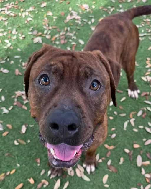 Photo of Colombo, adoptable dog in Palmetto, Florida