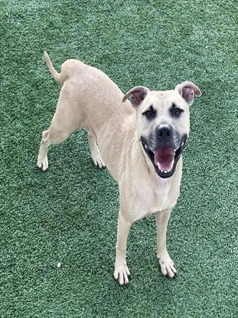 Photo of Jetson, adoptable dog in Palmetto, Florida