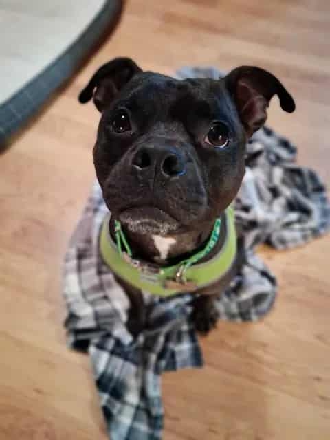Photo of Blackjack, adoptable dog in Palmetto, Florida