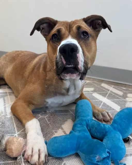 Photo of Frida, adoptable dog in Palmetto, Florida