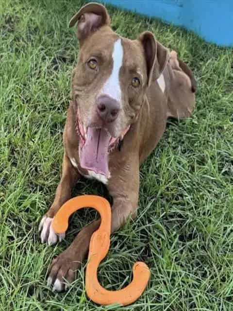 Photo of Shunka, adoptable dog in Palmetto, Florida