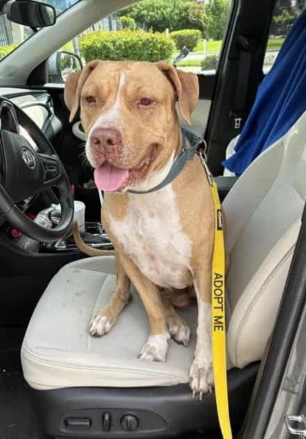 Photo of Doughboy, adoptable dog in Palmetto, Florida
