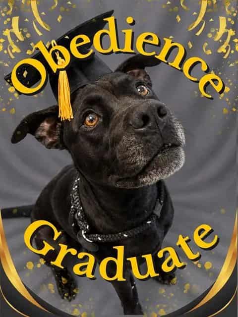 Photo of Nero, adoptable dog in Palmetto, Florida
