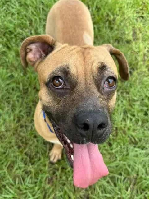 Photo of Maraschino, adoptable dog in Palmetto, Florida