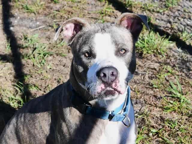 Photo of Bijou, adoptable dog in Palmetto, Florida