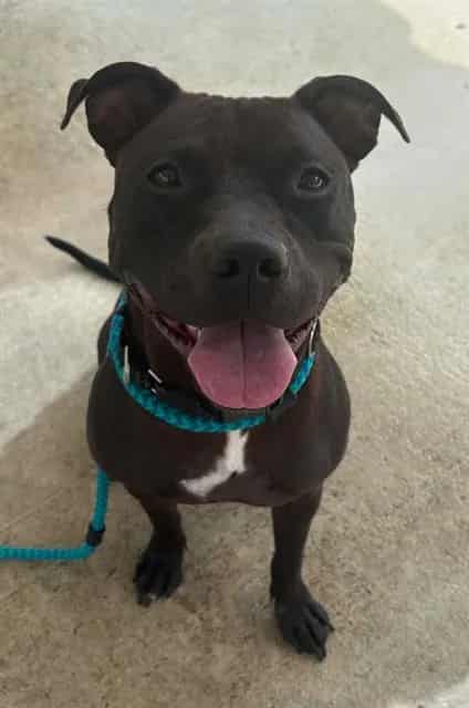 Photo of Freya, adoptable dog in Palmetto, Florida