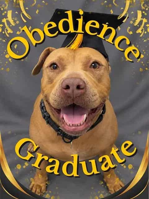 Photo of Maizie, adoptable dog in Palmetto, Florida