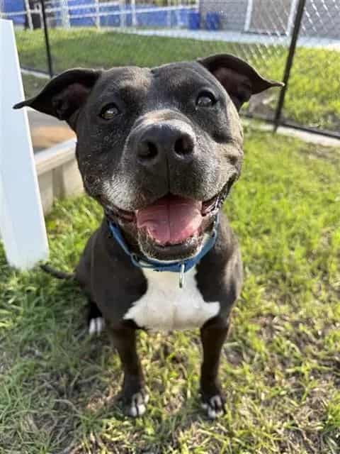Photo of Body, adoptable dog in Palmetto, Florida