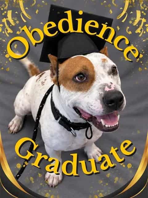 Photo of Teddy, adoptable dog in Palmetto, Florida