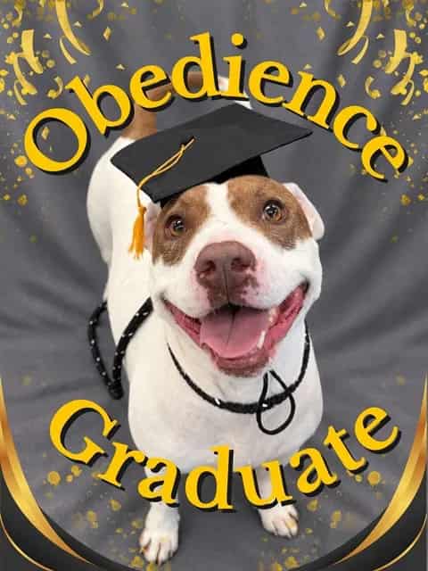 Photo of Gracy, adoptable dog in Palmetto, Florida