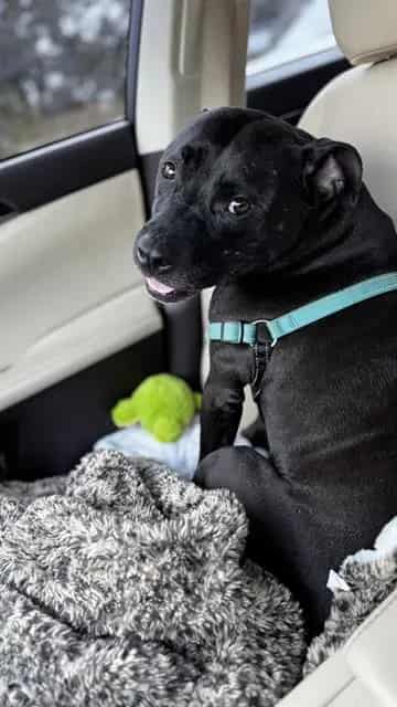 Photo of Sybee, adoptable dog in Palmetto, Florida