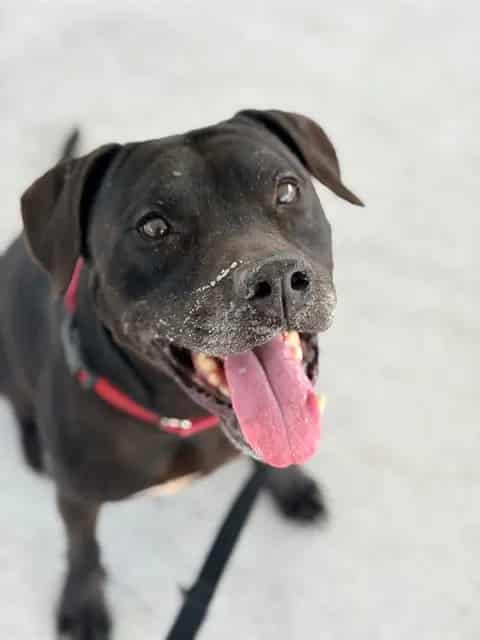 Photo of Klaus, adoptable dog in Palmetto, Florida