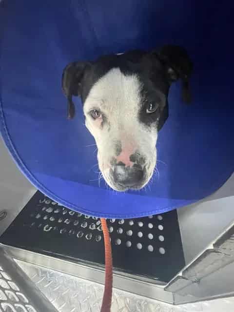 Photo of Bubba, adoptable dog in Palmetto, Florida