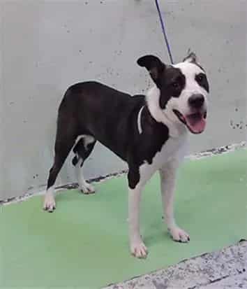 Photo of Senior Staffordshire Bull Terrier mix, adoptable Staffordshire Bull Terrier mix in Houston, Texas