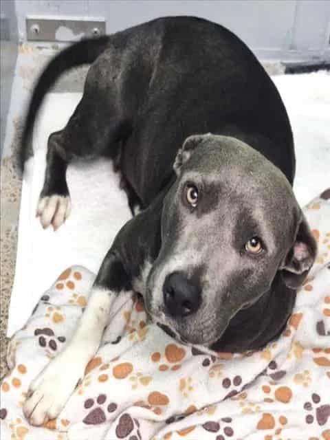 Photo of Montana, adoptable Staffordshire Bull Terrier mix in Houston, Texas