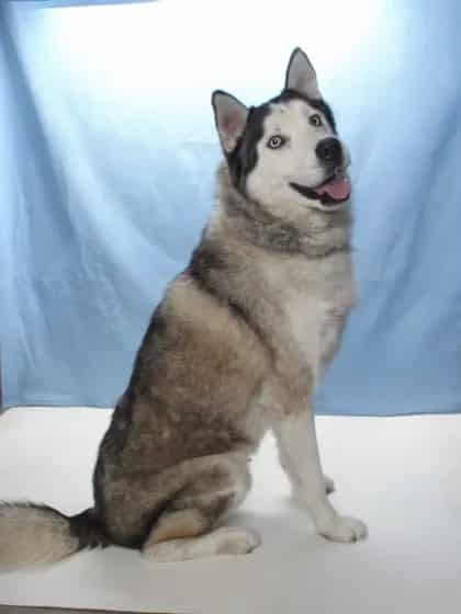 Photo of Denali, adoptable Siberian Husky