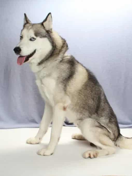 Photo of Buddy, adoptable Alaskan Husky and Siberian Husky