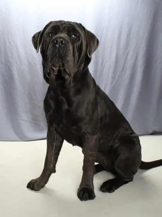 Photo of Stella Brennan, adoptable Neapolitan Mastiff