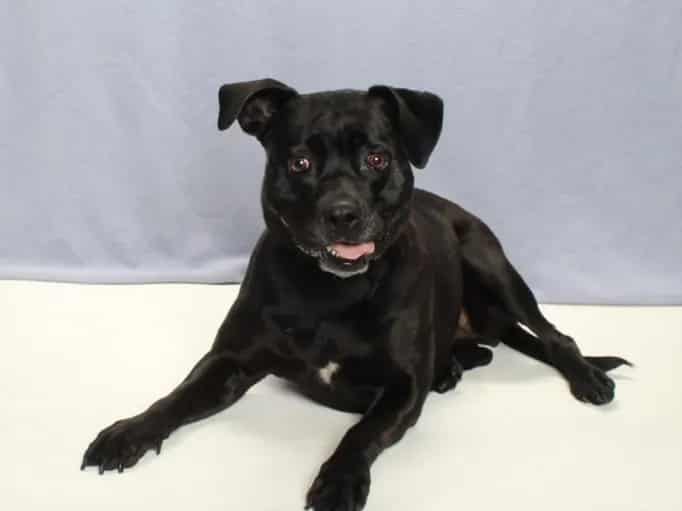 Photo of Mcgregor, adoptable Labrador Retriever and Pit Bull Terrier
