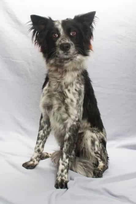 Photo of Ozzie, adoptable Australian Cattle Dog