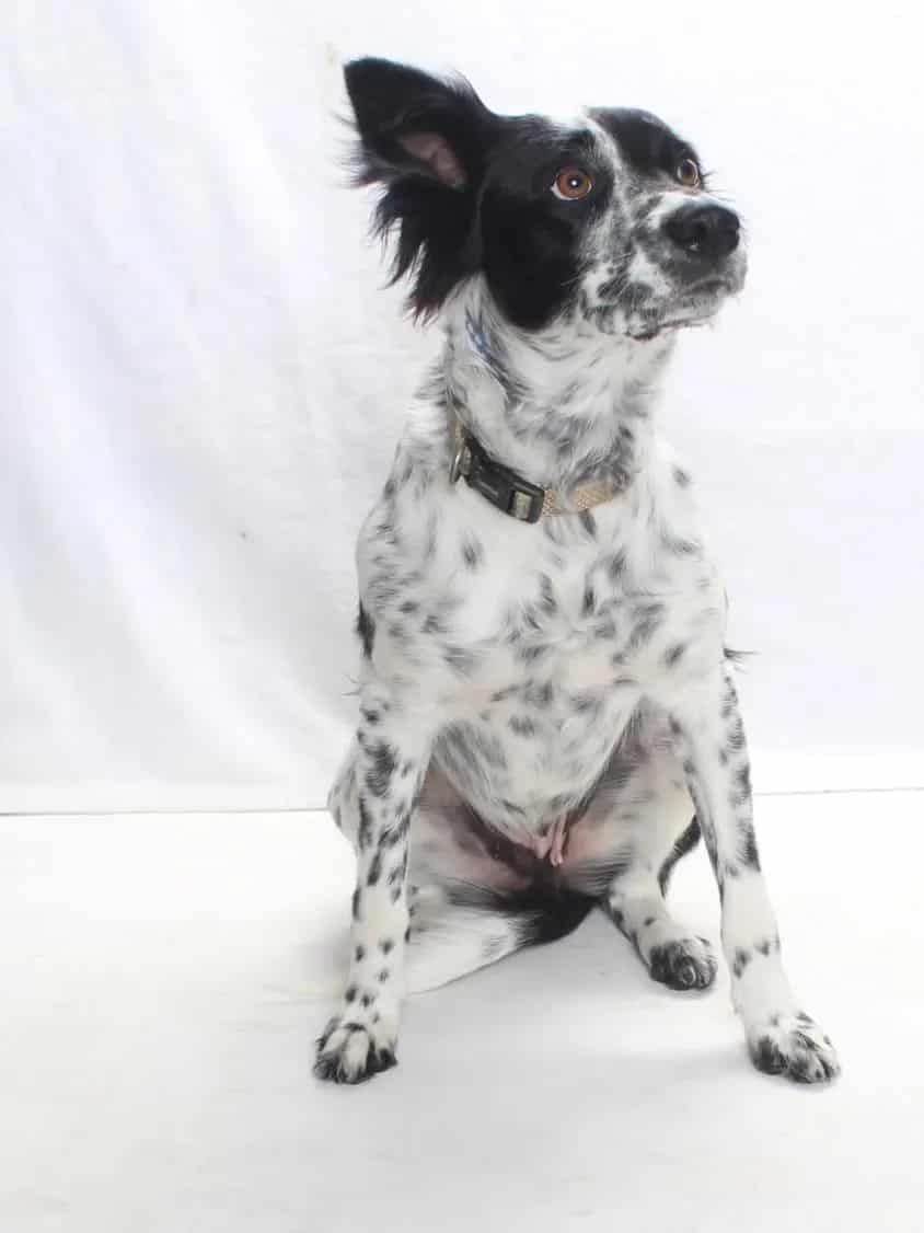 Photo of Harriett, adoptable Australian Cattle Dog