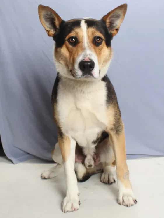 Photo of Wally, adoptable German Shepherd Dog and Collie - Smooth