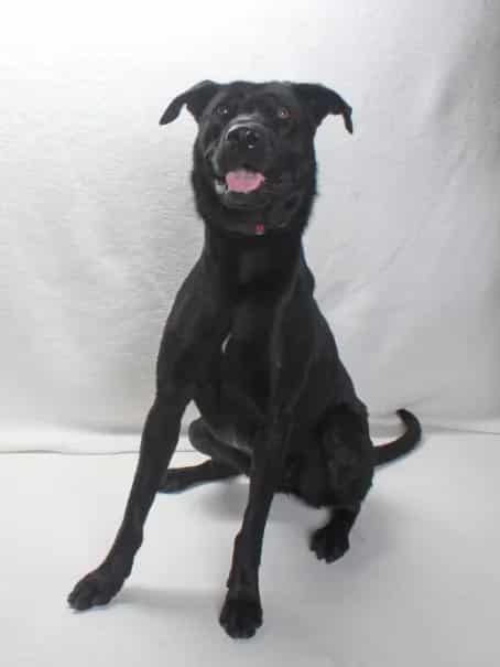 Photo of Petunia, adoptable Labrador Retriever mix