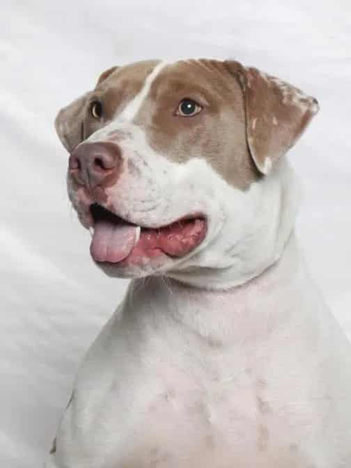 Photo of Pickles, adoptable Pit Bull Terrier