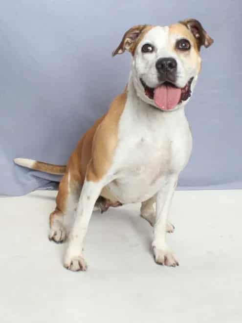 Photo of Daisy, adoptable Pit Bull Terrier mix