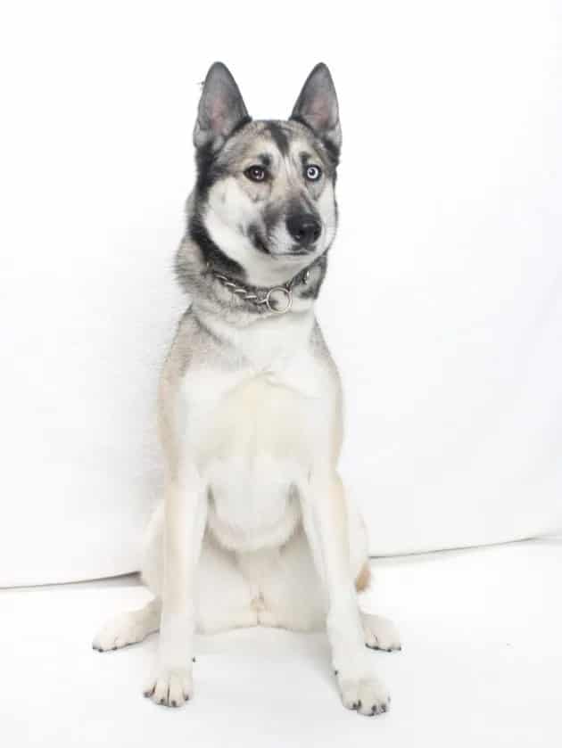Photo of Boots, adoptable German Shepherd Dog and Alaskan Husky