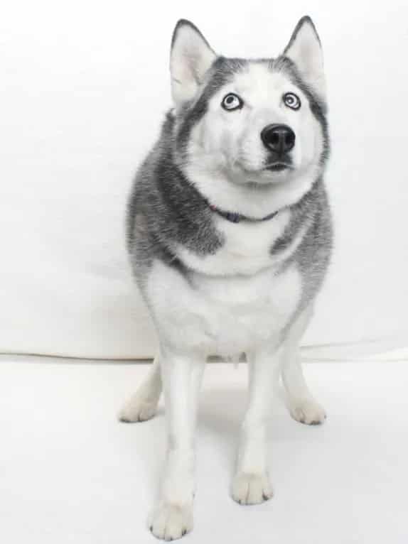 Photo of Sneakers, adoptable Alaskan Husky