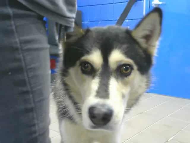 Photo of Sceeter, adoptable Alaskan Husky mix in Albuquerque, New Mexico