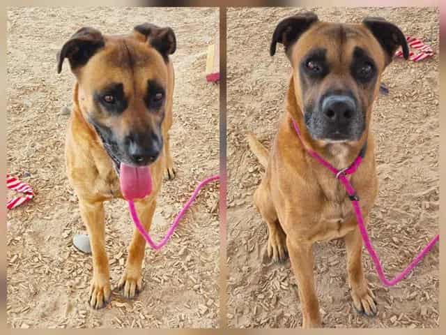 Photo of Nacho, adoptable Rhodesian Ridgeback mix in Albuquerque, New Mexico