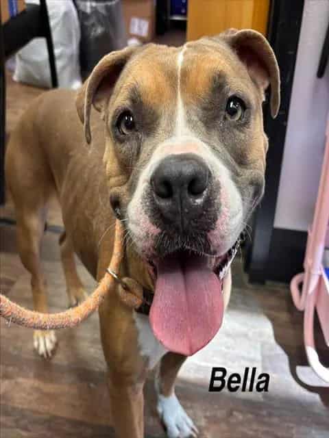Photo of Bella, adoptable American Staffordshire Terrier mix in Albuquerque, New Mexico