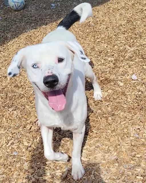 Photo of Chris, adoptable Labrador Retriever mix in Albuquerque, New Mexico