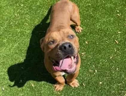 Photo of Kilo, adoptable Cane Corso mix in Albuquerque, New Mexico