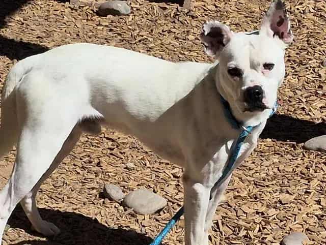 Photo of Spot, adoptable Podengo Portugueso Pequeno mix in Albuquerque, New Mexico
