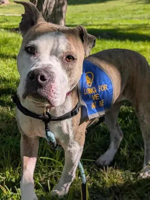 Photo of Princess, adoptable American Pit Bull Terrier mix in Albuquerque, New Mexico