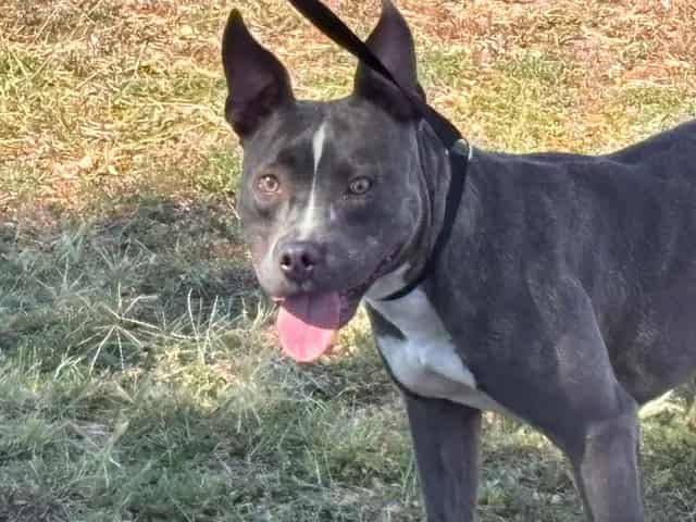Photo of Gizmo, adoptable Pit Bull Terrier mix in Albuquerque, New Mexico