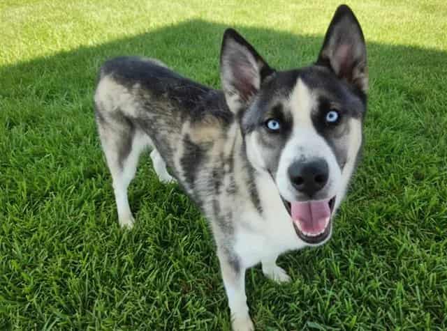 Photo of Chance, adoptable Alaskan Husky mix in Albuquerque, New Mexico