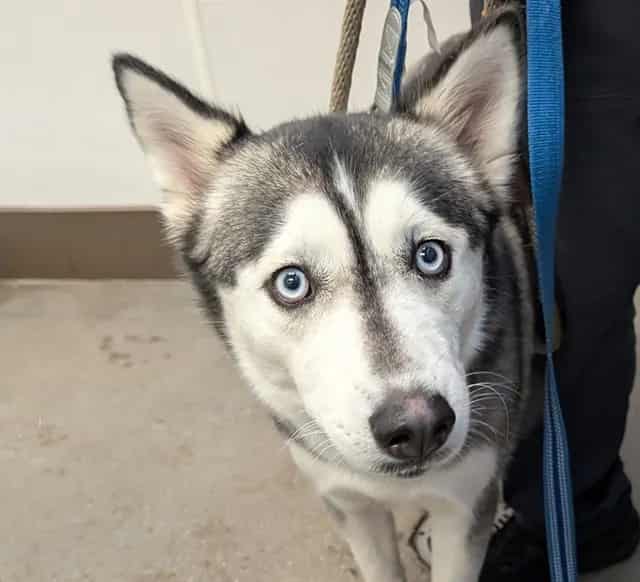 Photo of Luna, adoptable dog
