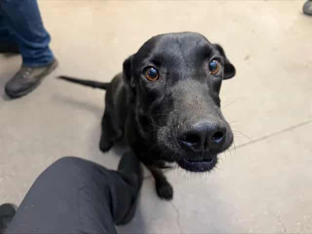 Photo of Kamire, adoptable dog