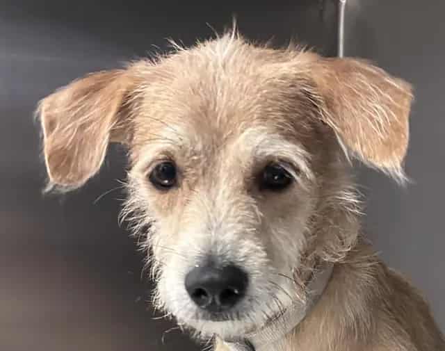 Photo of Guero, adoptable dog