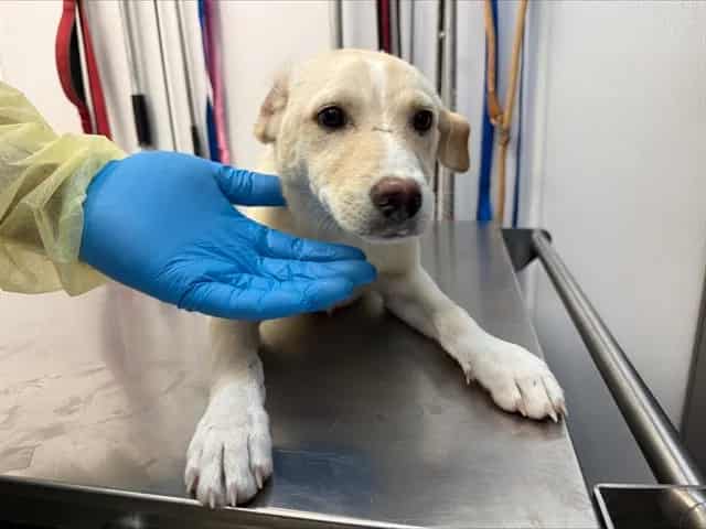 Photo of Honey, adoptable dog