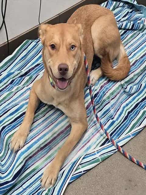 Photo of Gemini, adoptable dog
