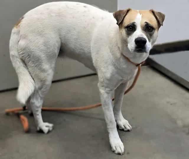 Photo of Lily, adoptable dog