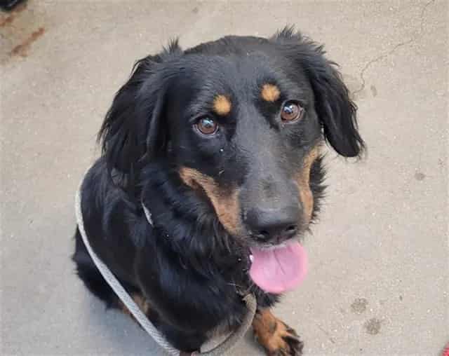 Photo of Bella, adoptable dog