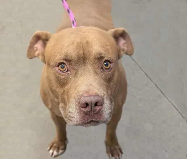 Photo of Cider, adoptable dog